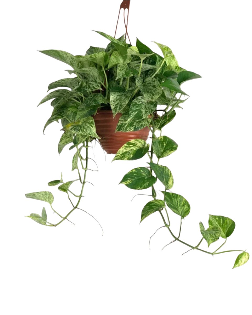 Epipremnum 'Marble Queen' - grow pot - Potted plant - Tumbleweed Plants - Online Plant Delivery Singapore