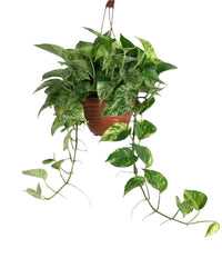 Epipremnum 'Marble Queen' - grow pot - Potted plant - Tumbleweed Plants - Online Plant Delivery Singapore