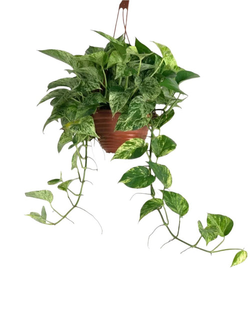 Epipremnum 'Marble Queen' - grow pot - Potted plant - Tumbleweed Plants - Online Plant Delivery Singapore