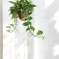 Epipremnum 'Marble Queen'
