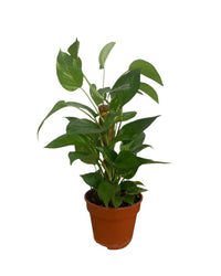 Epipremnum Money Plant (0.3m) - grow pot - Potted plant - Tumbleweed Plants - Online Plant Delivery Singapore