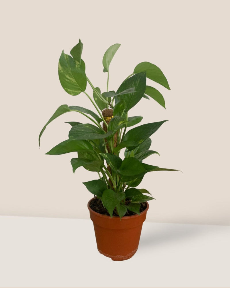 Epipremnum Money Plant (0.3m) - grow pot - Potted plant - Tumbleweed Plants - Online Plant Delivery Singapore