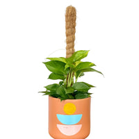 Epipremnum Money Plant (0.6m)