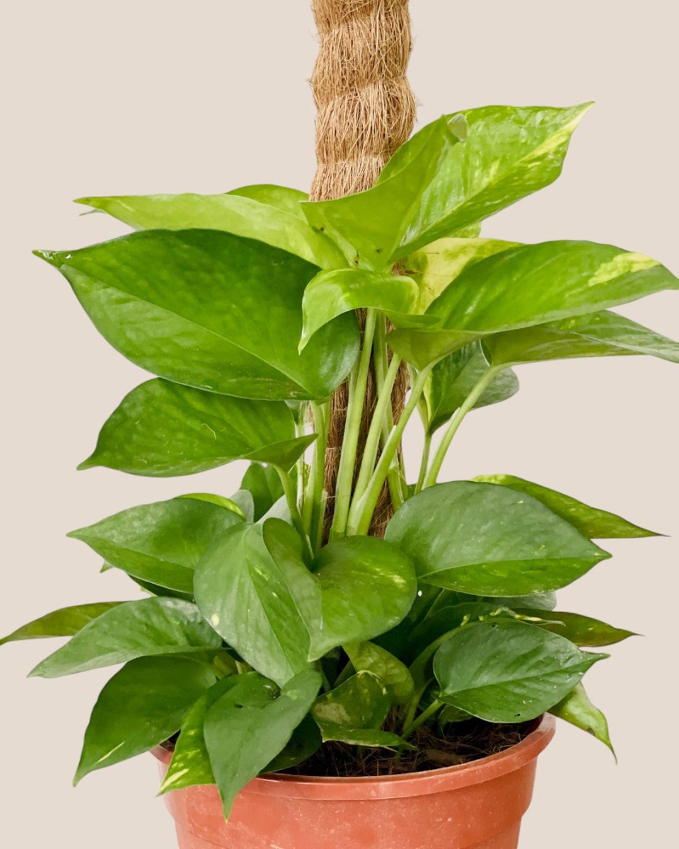 Epipremnum Money Plant (0.6m) - grow pot - Potted plant - Tumbleweed Plants - Online Plant Delivery Singapore