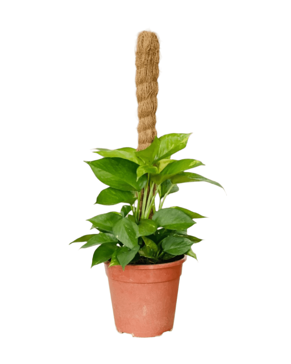 Epipremnum Money Plant (0.6m) - Potted plant - POTT - EPIP - GRW - 5430 - Tumbleweed Plants - Online Plant Delivery Singapore