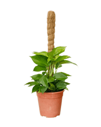 Epipremnum Money Plant (0.6m) - Potted plant - POTT - EPIP - GRW - 5430 - Tumbleweed Plants - Online Plant Delivery Singapore