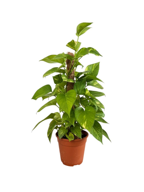 Epipremnum Money Plant (0.6m) - Potted plant - POTT - EPIP - GRW - 5430 - Tumbleweed Plants - Online Plant Delivery Singapore