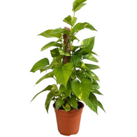 Epipremnum Money Plant (0.6m)