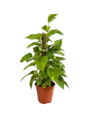 Epipremnum Money Plant (0.6m)