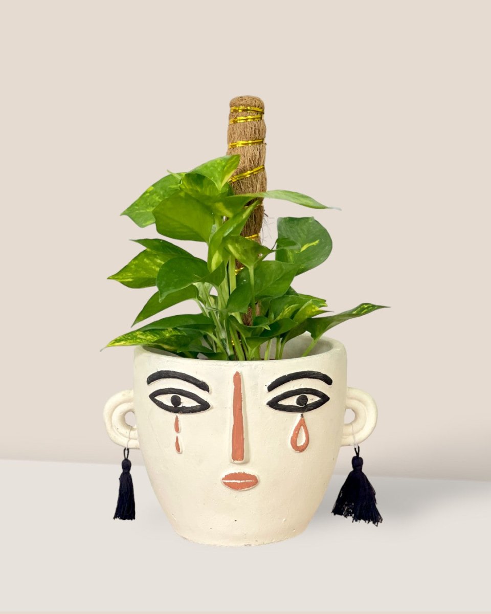 Epipremnum Money Plant (0.6m) - polly planter - short/white - Potted plant - Tumbleweed Plants - Online Plant Delivery Singapore