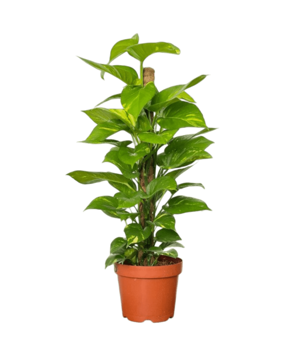 Epipremnum Money Plant (0.8m) - Potted plant - POTT - EPIP - GRW - 5431 - Tumbleweed Plants - Online Plant Delivery Singapore