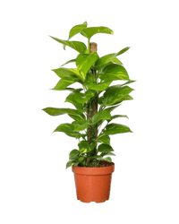 Epipremnum Money Plant (0.8m) - Potted plant - POTT - EPIP - GRW - 5431 - Tumbleweed Plants - Online Plant Delivery Singapore