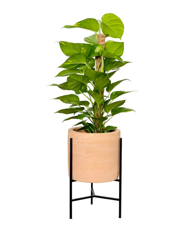 Epipremnum Money Plant (0.9m) - grow pot - Potted plant - Tumbleweed Plants - Online Plant Delivery Singapore