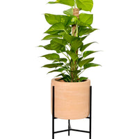 Epipremnum Money Plant (0.8m)