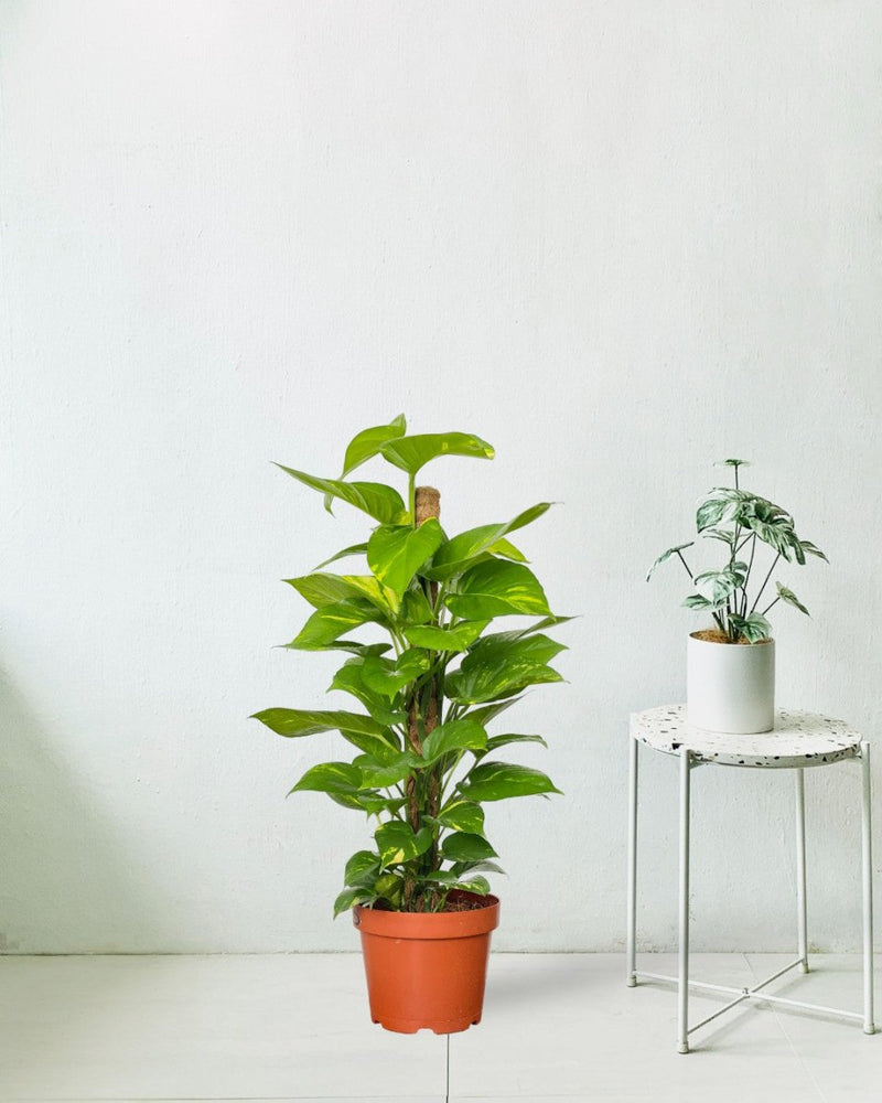 Epipremnum Money Plant (0.9m) - grow pot - Potted plant - Tumbleweed Plants - Online Plant Delivery Singapore
