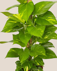 Epipremnum Money Plant (0.9m) - grow pot - Potted plant - Tumbleweed Plants - Online Plant Delivery Singapore