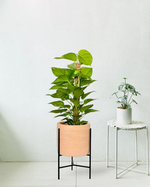 Epipremnum Money Plant (0.9m) - sedona stand - Potted plant - Tumbleweed Plants - Online Plant Delivery Singapore