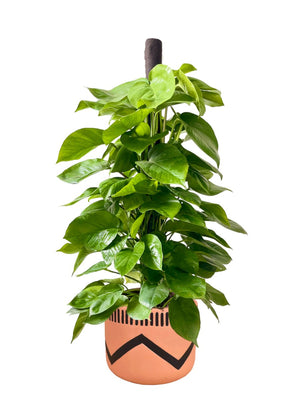 Epipremnum Money Plant (1.2m) - grow pot - Potted plant - Tumbleweed Plants - Online Plant Delivery Singapore