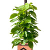 Epipremnum Money Plant (1m)