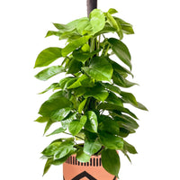 Epipremnum Money Plant (1m)