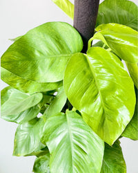 Epipremnum Money Plant (1.2m) - grow pot - Potted plant - Tumbleweed Plants - Online Plant Delivery Singapore