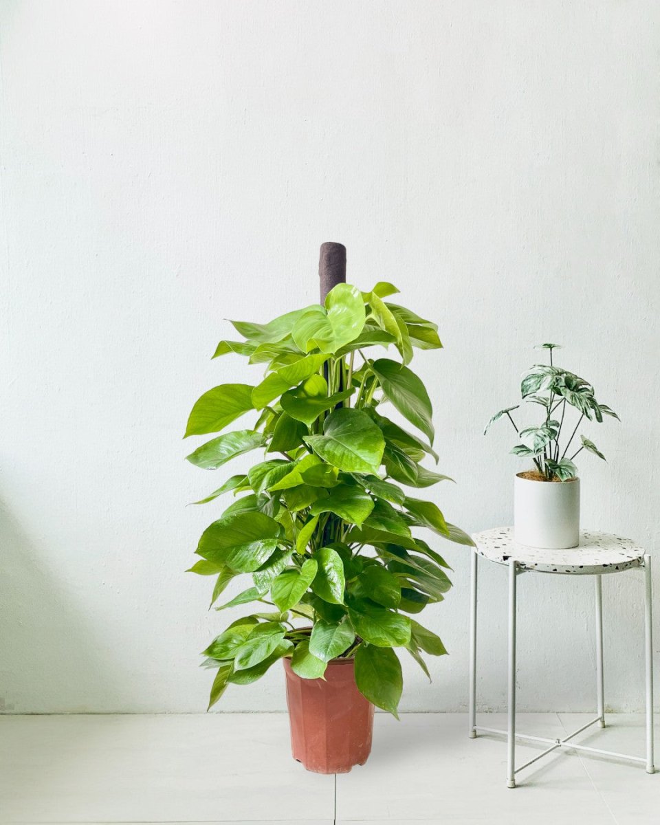 Epipremnum Money Plant (1.2m) - grow pot - Potted plant - Tumbleweed Plants - Online Plant Delivery Singapore