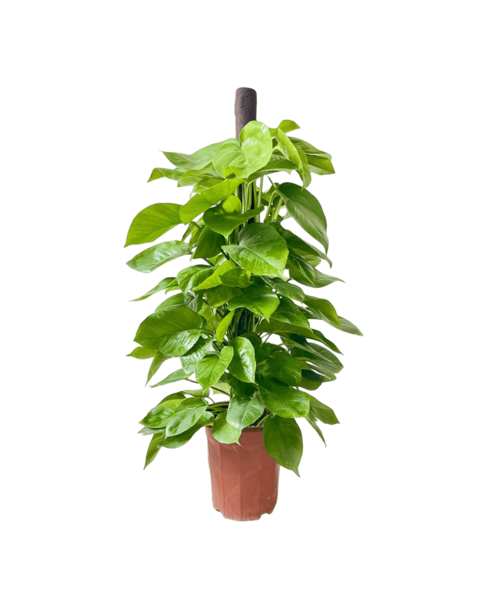 Epipremnum Money Plant (1.4m) - Potted plant - POTT - EPIP - GRW - 6619 - Tumbleweed Plants - Online Plant Delivery Singapore