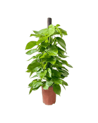 Epipremnum Money Plant (1.4m) - Potted plant - POTT - EPIP - GRW - 6619 - Tumbleweed Plants - Online Plant Delivery Singapore