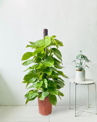 Epipremnum Money Plant (1.4m) - Potted plant - POTT - EPIP - GRW - 6619 - Tumbleweed Plants - Online Plant Delivery Singapore