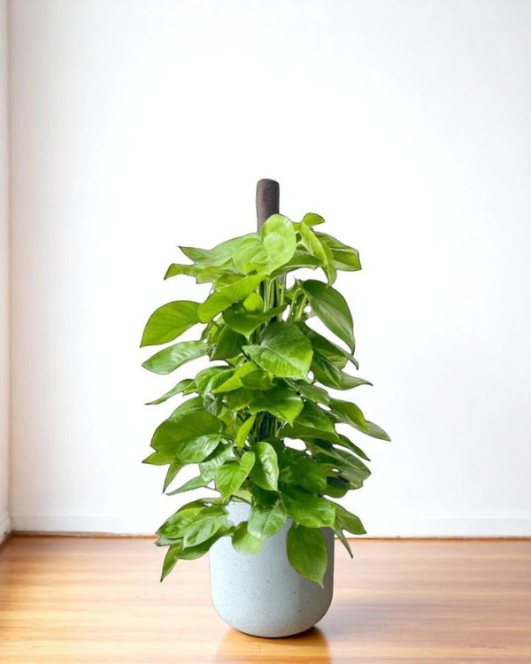 Epipremnum Money Plant (1.4m) - Potted plant - POTT - EPIP - GRW - 6619 - Tumbleweed Plants - Online Plant Delivery Singapore