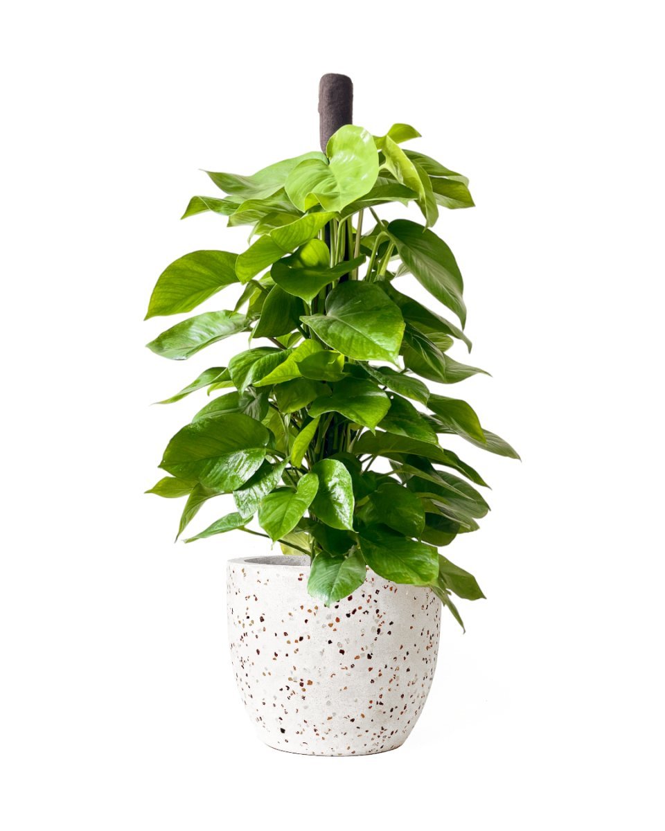 Epipremnum Money Plant (1.4m) - Potted plant - POTT - EPIP - GRW - 6619 - Tumbleweed Plants - Online Plant Delivery Singapore