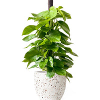 Epipremnum Money Plant (1.4m)