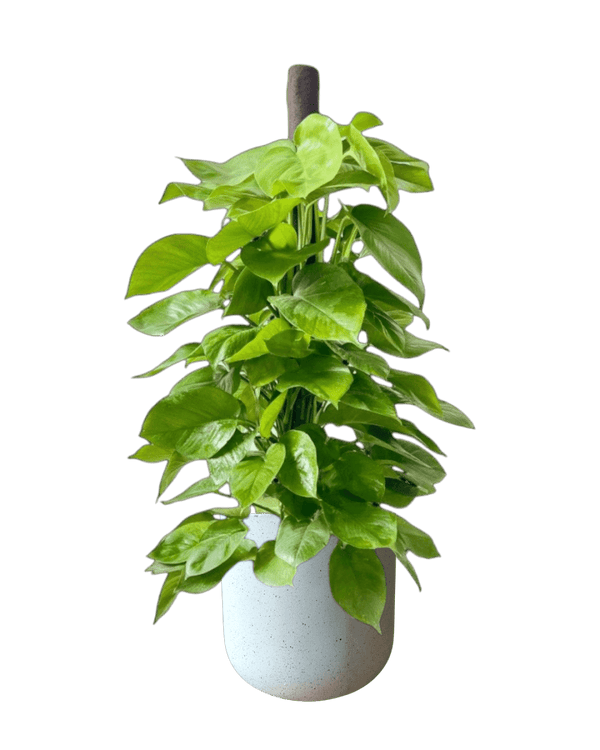 Epipremnum Money Plant (1.4m) - Potted plant - POTT - EPIP - GRW - 6619 - Tumbleweed Plants - Online Plant Delivery Singapore