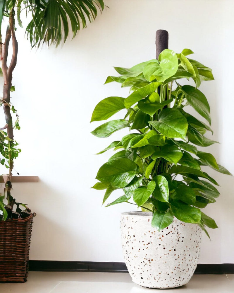 Epipremnum Money Plant (1.5m) - grow pot - Potted plant - Tumbleweed Plants - Online Plant Delivery Singapore
