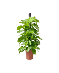 Epipremnum Money Plant (1m) - grow pot - Potted plant - Tumbleweed Plants - Online Plant Delivery Singapore