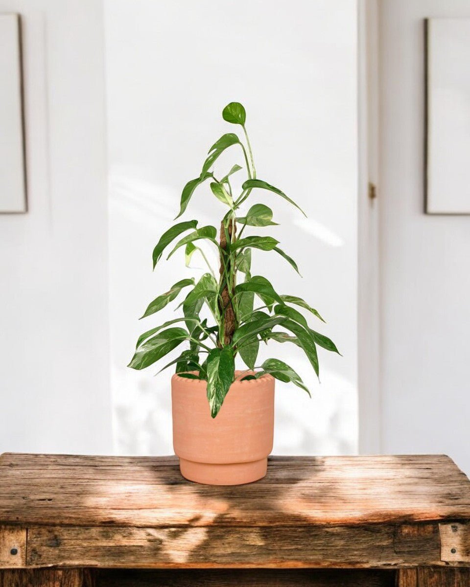 Epipremnum Pinnatum Albo Variegata | RARE| Variegated Rooted Starter Plant Indoor Plants cheapest | Free Shipping