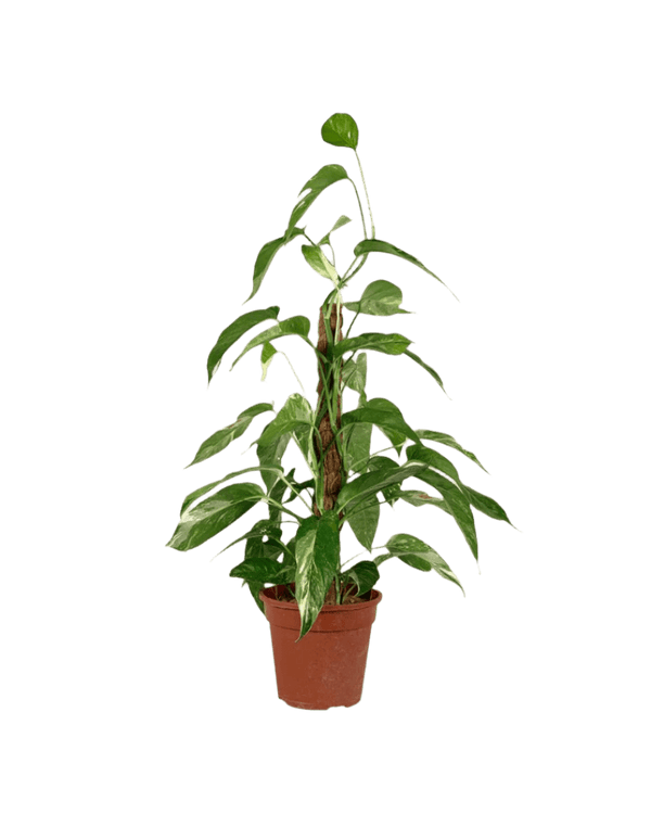 Epipremnum Pinnatum "Albo Variegata" - Potted plant - GIFT - EPIP - GRW - 3881 - Tumbleweed Plants - Online Plant Delivery Singapore