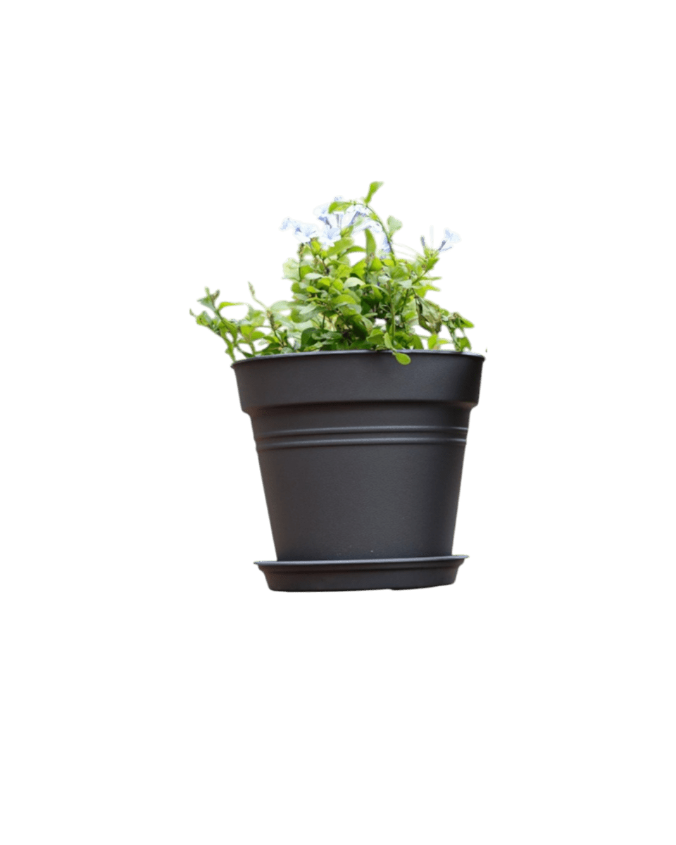 Essential Plastic Pot - Medium - Planter - 5464304794021 - Tumbleweed Plants - Online Plant Delivery Singapore
