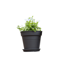 Essential Plastic Pot - Medium - Planter - 5464304794021 - Tumbleweed Plants - Online Plant Delivery Singapore