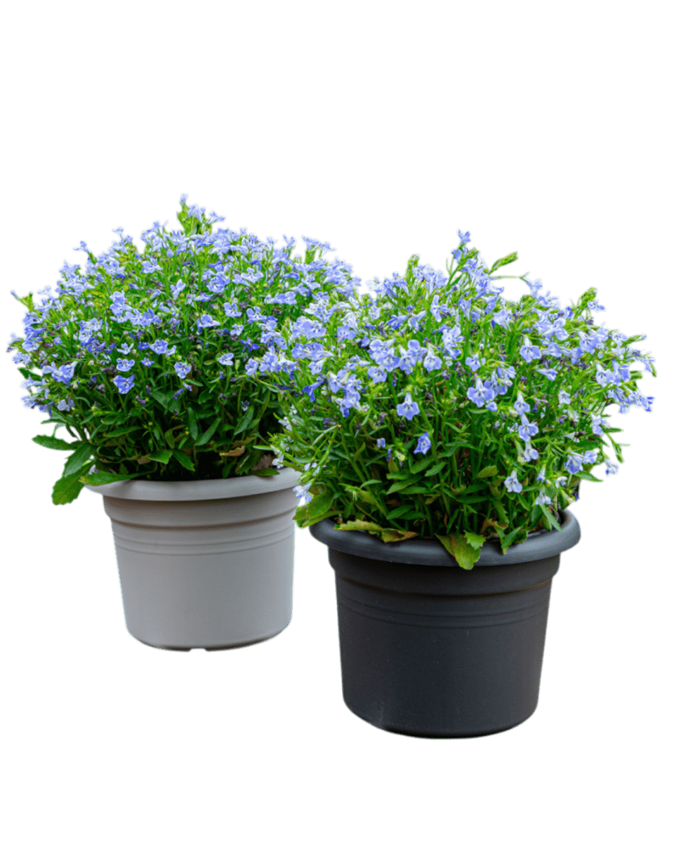 Essential Plastic Pot - Medium - Planter - 5464304794012 - Tumbleweed Plants - Online Plant Delivery Singapore