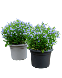 Essential Plastic Pot - Medium - Planter - 5464304794012 - Tumbleweed Plants - Online Plant Delivery Singapore