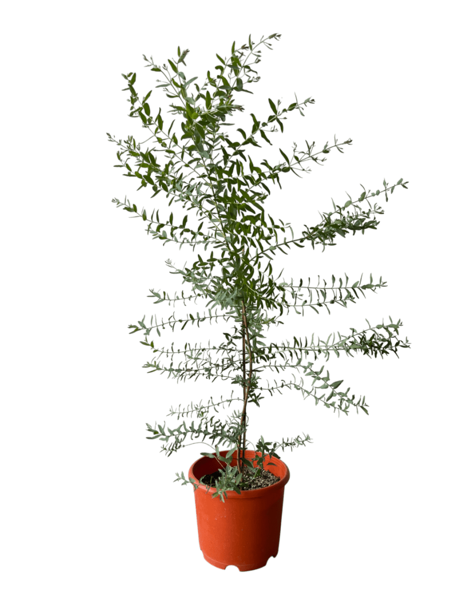 Grow Pot