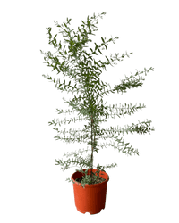 Eucalyptus - Potted plant - POTT - EUCA - GRW - 7240 - Tumbleweed Plants - Online Plant Delivery Singapore