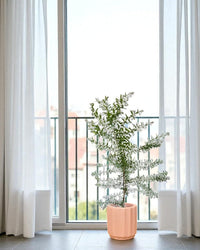 Eucalyptus - Potted plant - POTT - EUCA - GRW - 7240 - Tumbleweed Plants - Online Plant Delivery Singapore