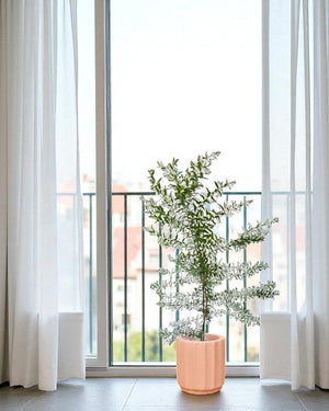Eucalyptus - Potted plant - POTT - EUCA - GRW - 7240 - Tumbleweed Plants - Online Plant Delivery Singapore