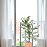 Eucalyptus - Assorted