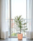 Eucalyptus