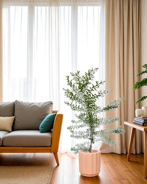 Eucalyptus - Potted plant - POTT - EUCA - GRW - 7240 - Tumbleweed Plants - Online Plant Delivery Singapore