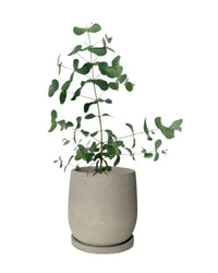 Eucalyptus Gunnii - dusty grey cement planter with tray - 12cm - Potted plant - Tumbleweed Plants - Online Plant Delivery Singapore