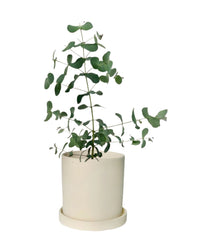 Eucalyptus Gunnii - grow pot - Potted plant - Tumbleweed Plants - Online Plant Delivery Singapore